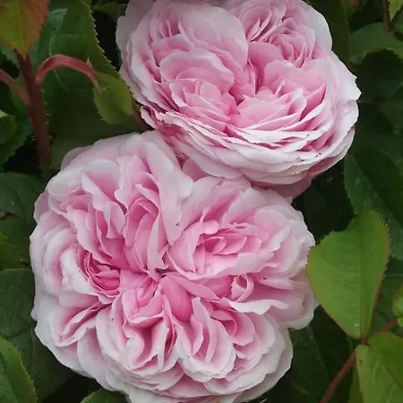 Le Clos Des Roses Prázdninový dům